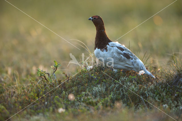 Moerassneeuwhoen (Lagopus lagopus)