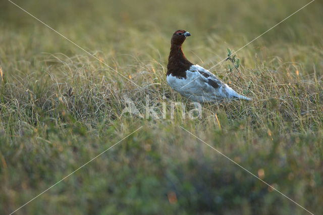 Moerassneeuwhoen (Lagopus lagopus)