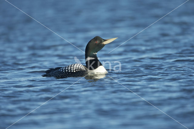 Yellow-billed Loon