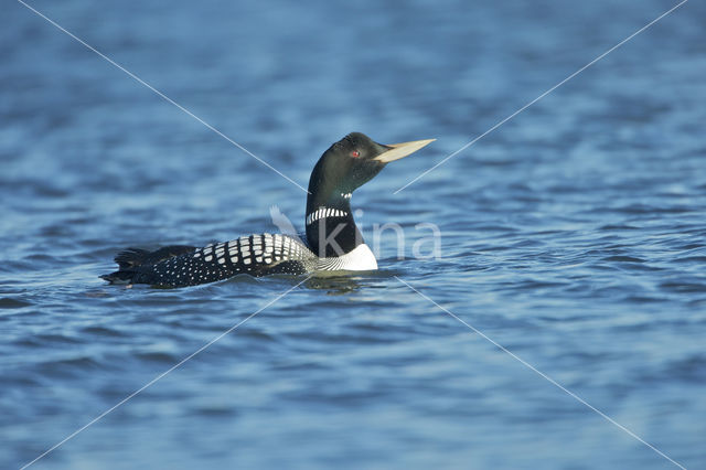 Yellow-billed Loon