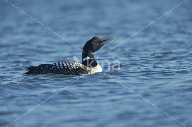 Yellow-billed Loon