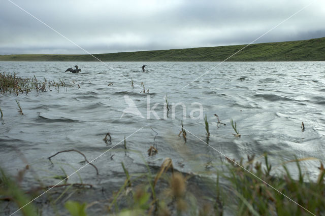 Arctic Loon