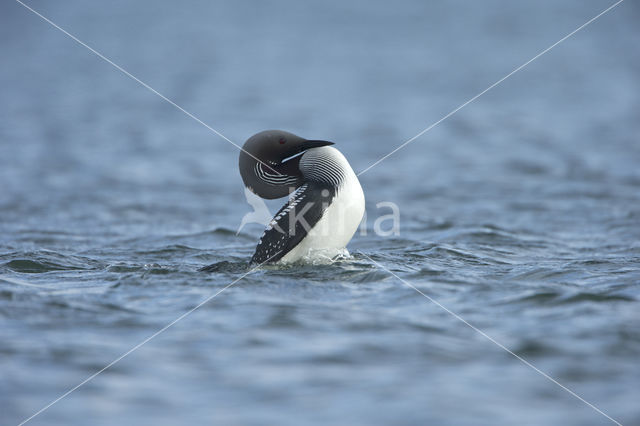 Arctic Loon