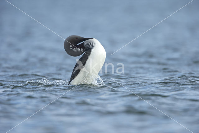 Arctic Loon