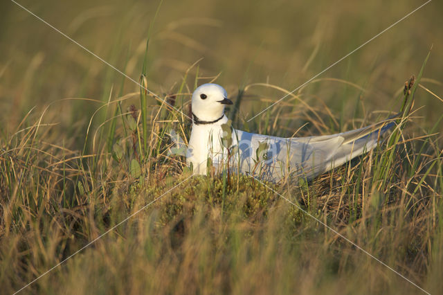 Ross's Gull (Rhodostethia rosea)