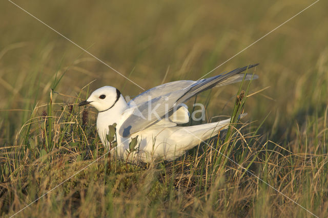 Ross's Gull (Rhodostethia rosea)