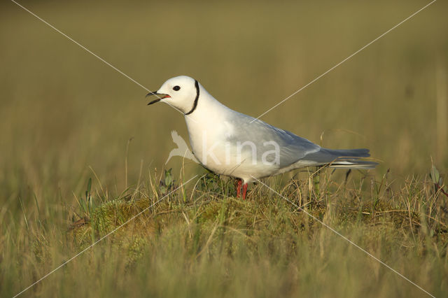 Ross's Gull (Rhodostethia rosea)