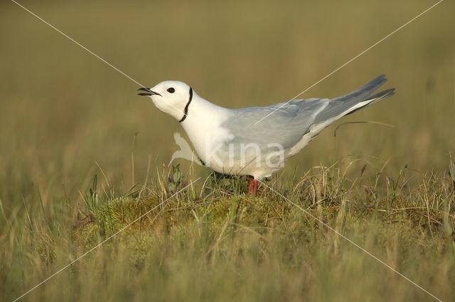 Ross's Gull (Rhodostethia rosea)