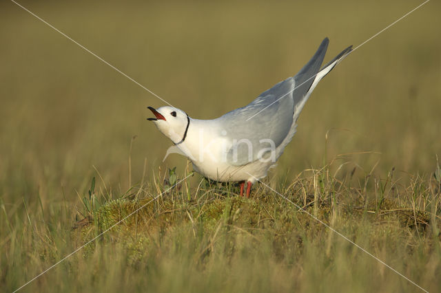 Ross's Gull (Rhodostethia rosea)