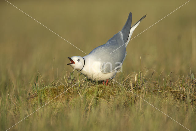 Ross's Gull (Rhodostethia rosea)