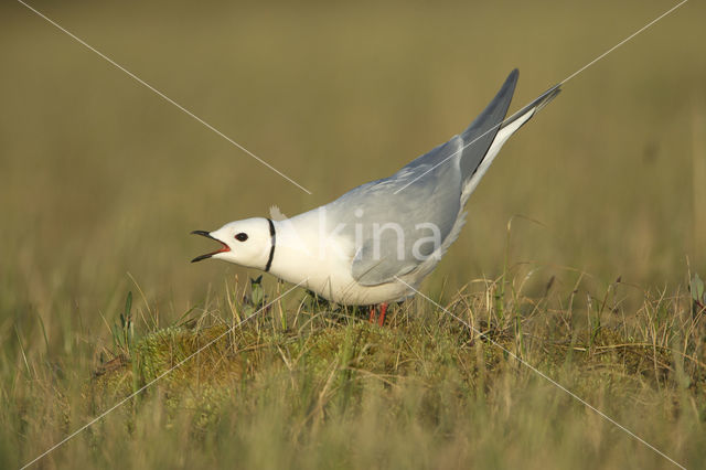 Ross's Gull (Rhodostethia rosea)