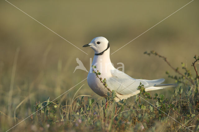 Ross's Gull (Rhodostethia rosea)