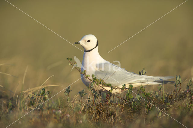 Ross's Gull (Rhodostethia rosea)