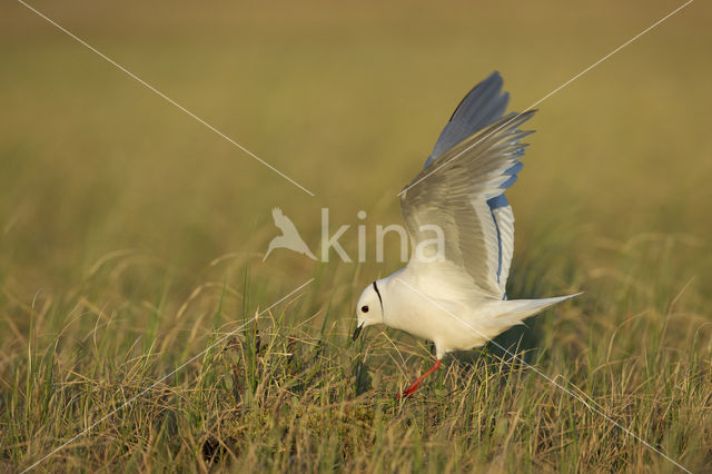 Ross's Gull (Rhodostethia rosea)