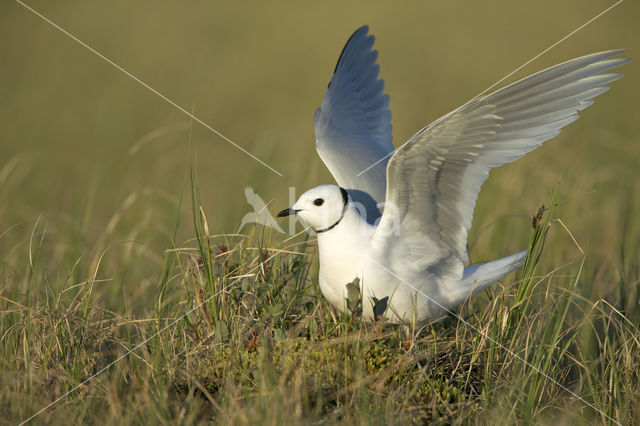 Ross's Gull (Rhodostethia rosea)