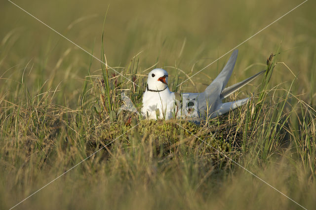 Ross's Gull (Rhodostethia rosea)