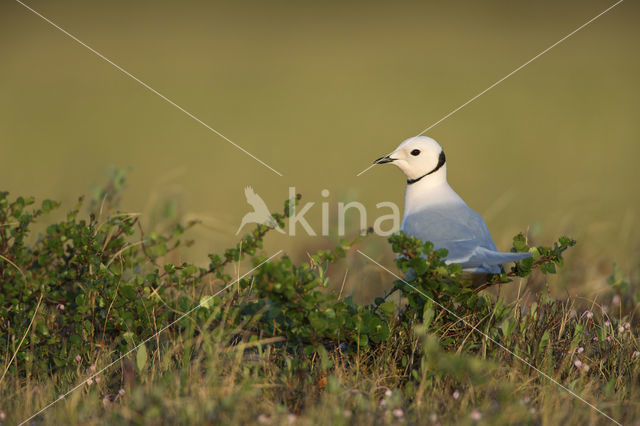 Ross's Gull (Rhodostethia rosea)