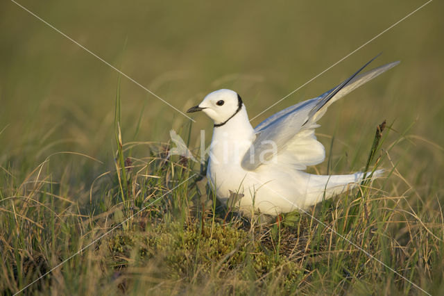 Ross's Gull (Rhodostethia rosea)