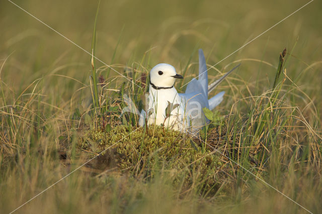 Ross's Gull (Rhodostethia rosea)