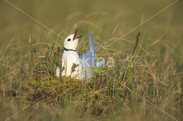 Ross's Gull (Rhodostethia rosea)