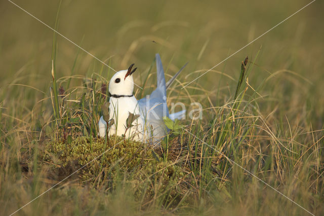 Ross's Gull (Rhodostethia rosea)