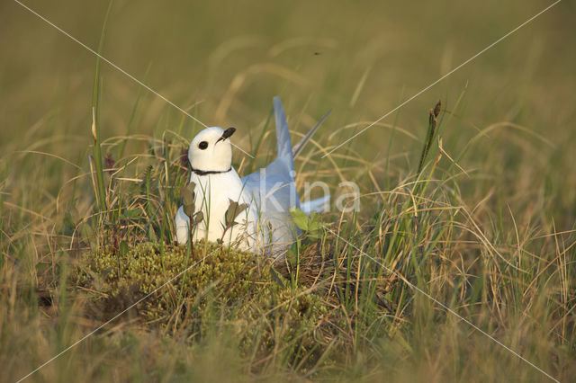 Ross's Gull (Rhodostethia rosea)