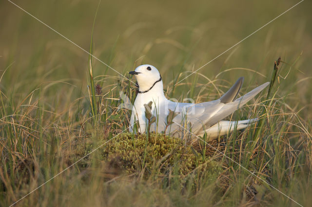 Ross's Gull (Rhodostethia rosea)