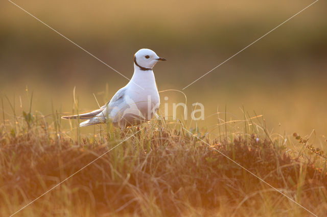 Ross's Gull (Rhodostethia rosea)