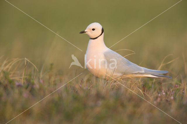 Ross's Gull (Rhodostethia rosea)