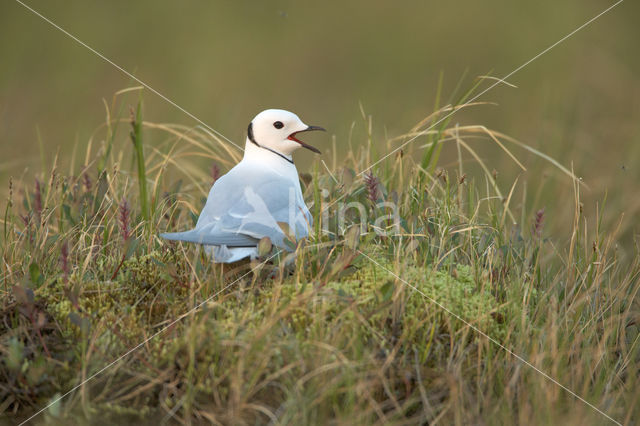 Ross's Gull (Rhodostethia rosea)