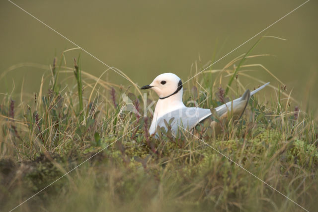 Ross's Gull (Rhodostethia rosea)