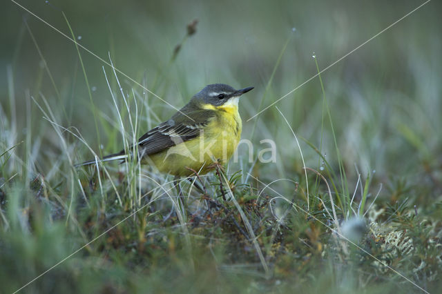 Motacilla flava tschutschensis