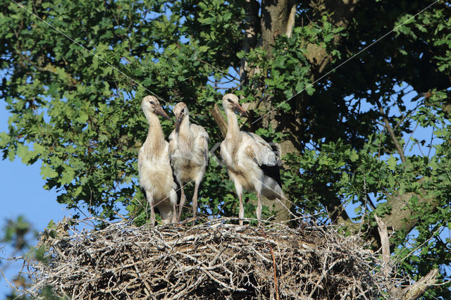 White Stork (Ciconia ciconia)