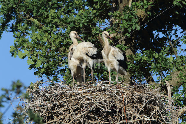 White Stork (Ciconia ciconia)