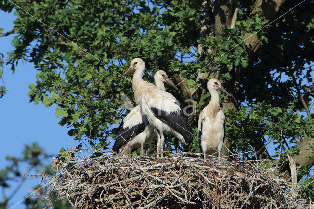 White Stork (Ciconia ciconia)