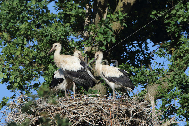 White Stork (Ciconia ciconia)