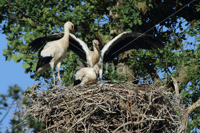 White Stork (Ciconia ciconia)