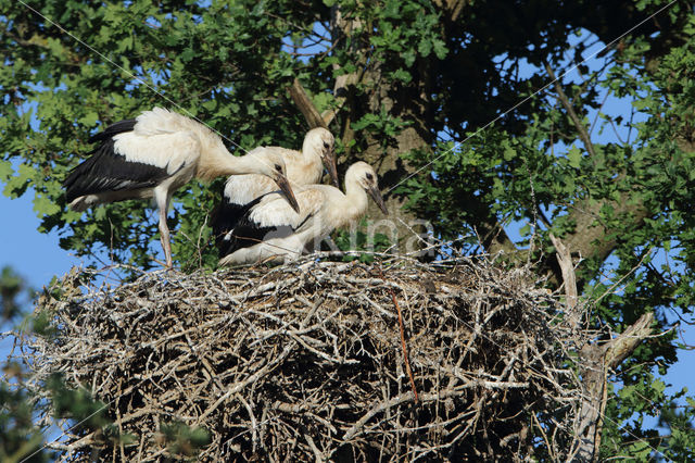 Ooievaar (Ciconia ciconia)