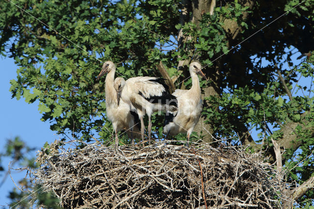 Ooievaar (Ciconia ciconia)