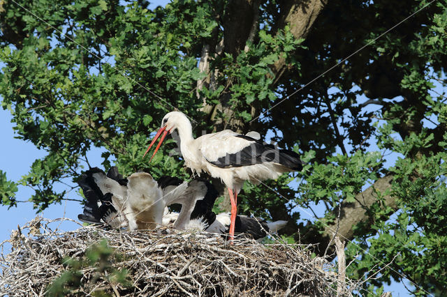 White Stork (Ciconia ciconia)