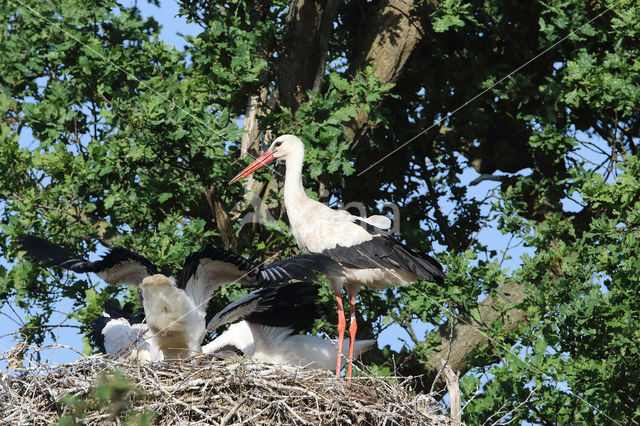 Ooievaar (Ciconia ciconia)