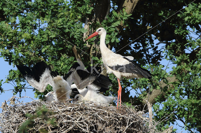 Ooievaar (Ciconia ciconia)