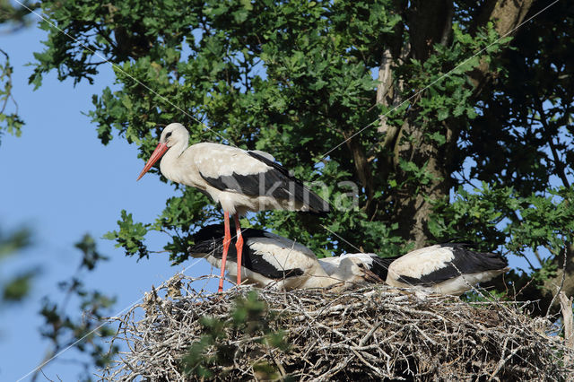 White Stork (Ciconia ciconia)