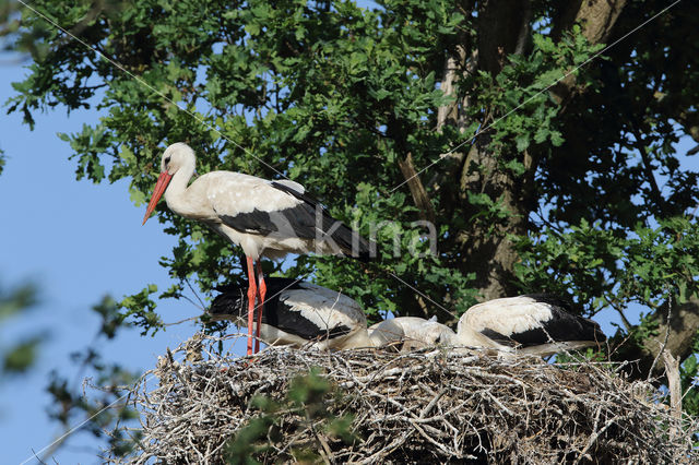 White Stork (Ciconia ciconia)