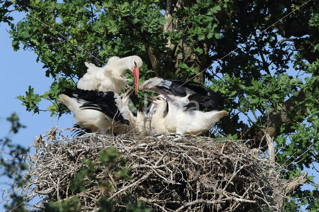 White Stork (Ciconia ciconia)