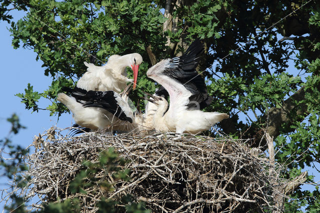 Ooievaar (Ciconia ciconia)