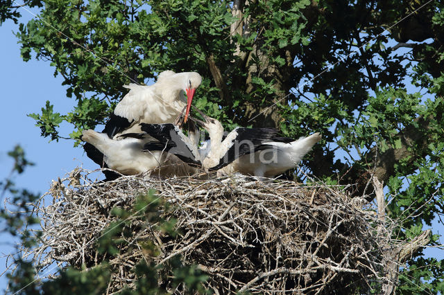 White Stork (Ciconia ciconia)