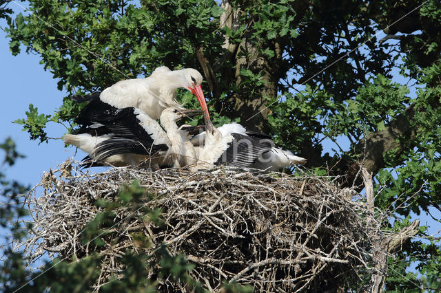 White Stork (Ciconia ciconia)