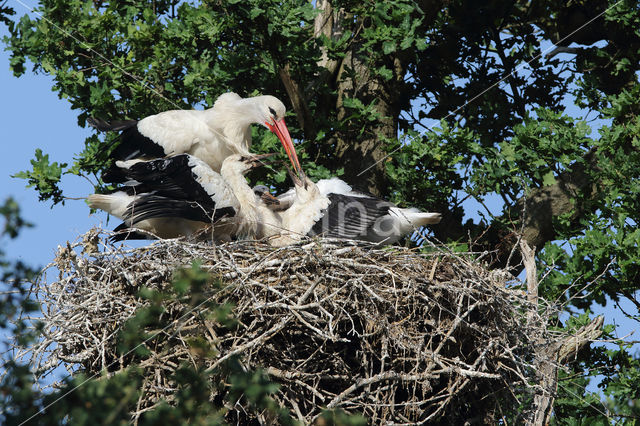 White Stork (Ciconia ciconia)