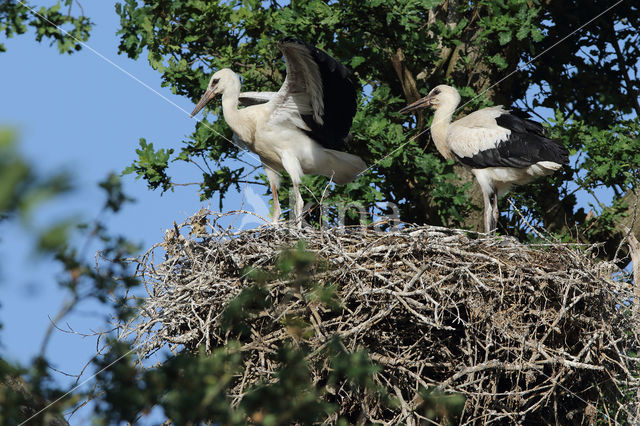 White Stork (Ciconia ciconia)